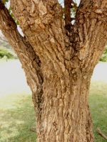 Erythrina abyssinica stem