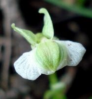 Pterygodium cooperi flower top