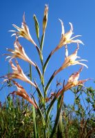 Gladiolus undulatus flower spike