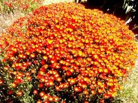 Drosanthemum bicolor