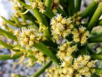 Euphorbia tirucalli yellow cyathia