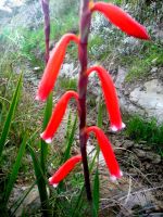 Watsonia aletroides flowers