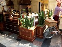 Sansevieria in Moscow