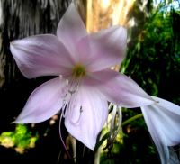 Crinum moorei flower