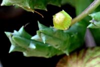 Orbea variegata a small bud