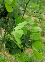 Dalbergia melanoxylon leaves