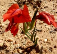 Gladiolus speciosus