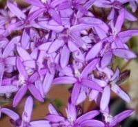 Corymbium glabrum flowers