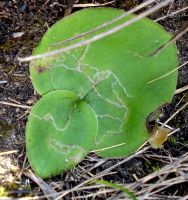 Holothrix leaves