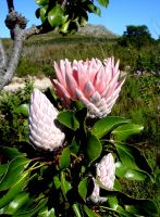 Protea cynaroides, the national floral emblem