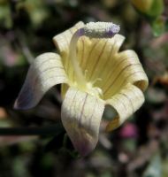 Wahlenbergia thunbergiana flower