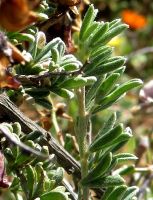 Wiborgia tenuifolia leaves