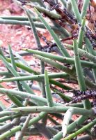 Euphorbia spinea healthy stem-tips