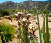 Euphorbia dregeana dry seed capsules