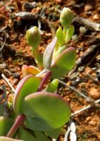 Zygophyllum cordifolium buds