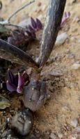 Piaranthus geminatus subsp. geminatus follicle base