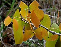 Colophospermum mopane leaf colour shift