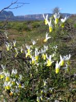 Nemesia ligulata many-flowered