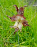 Gladiolus maculatus flower