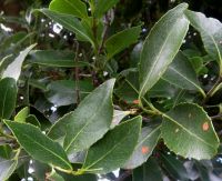 Cassine peragua leaves
