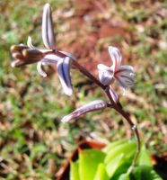 Haworthia cymbiformis flower