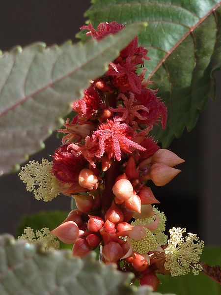 Ricinus communis  or castor-oil plant
