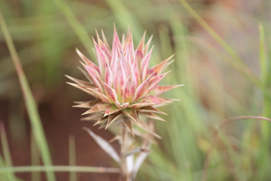 Dicoma zeyheri in full bloom in the Rhenosterspruit Nature Conservancy