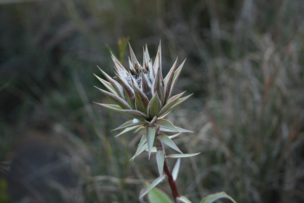 Dicoma zeyheri late in the flowering season; Photographed by Mercia Komen