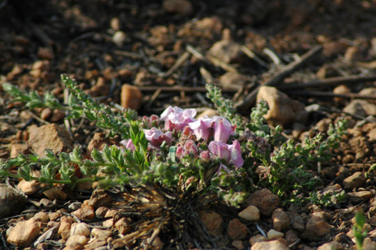 Graderia subintegra; Photographed by Mercia Komen in the Rhenosterspruit Nature Conservancy