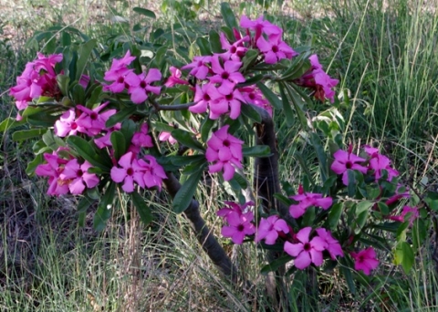 Photos of South African Plants - Category: Adenium - Image: Adenium ...