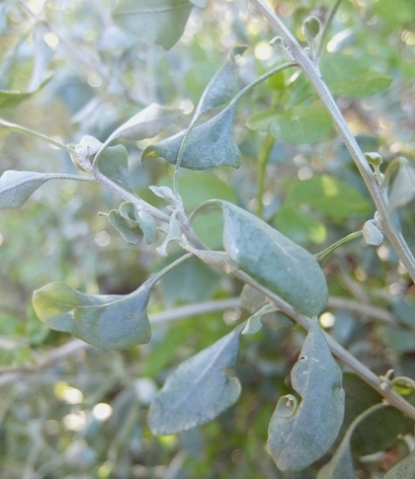 Manochlamys albicans, a relative of old man saltbush