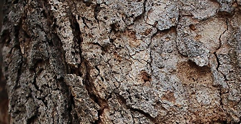 Philenoptera violacea bark