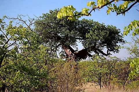 Baobab among mopane