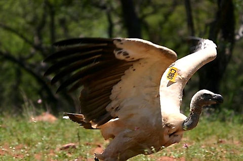 Cape vulture numbered