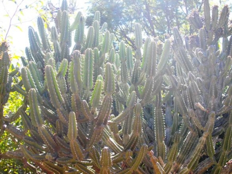 Euphorbia keithii