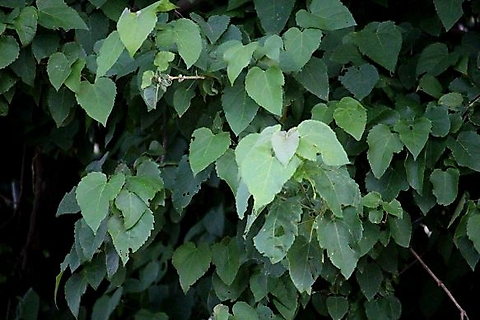 Croton megalobotrys leaves