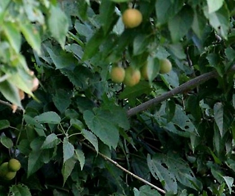 Croton megalobotrys fruit