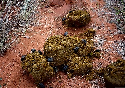 Dung beetles at work