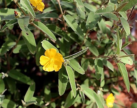 Melhania acuminata leaves and flowers