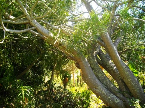 Euphorbia tirucalli stems