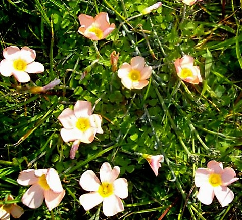 Oxalis obtusa flowers in a soft shade