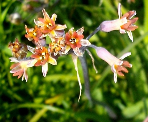 Tulbaghia capensis flowers