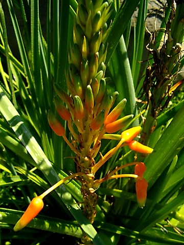Aloe cooperi flowers