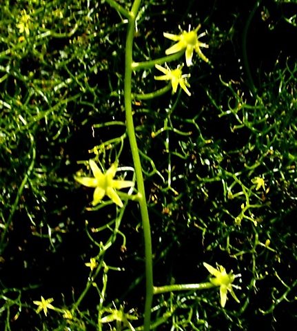Bowiea volubilis subsp. volubilis flowers