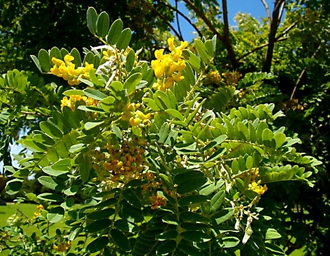 Calpurnia sericea leaves and flowers
