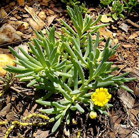 Crassothonna capensis, a young plant