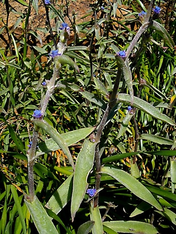 Cyanotis speciosa leaves