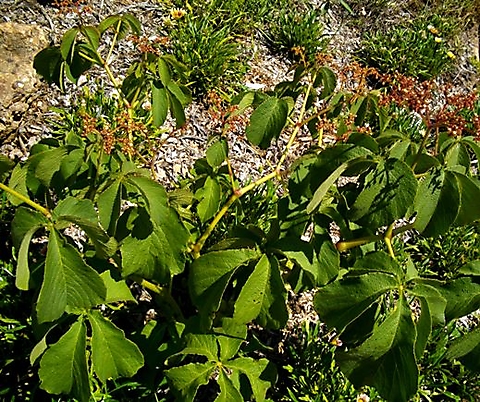 Cyphostemma lanigerum leaves