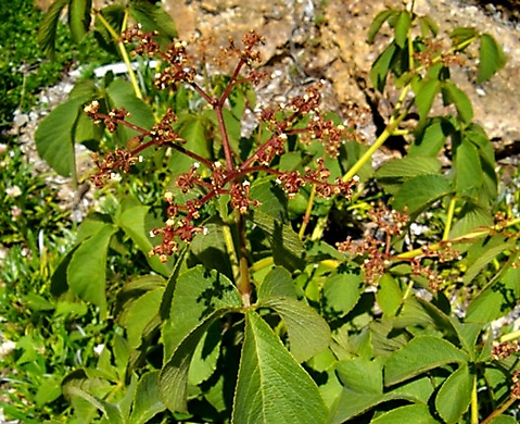 Cyphostemma lanigerum inflorescence