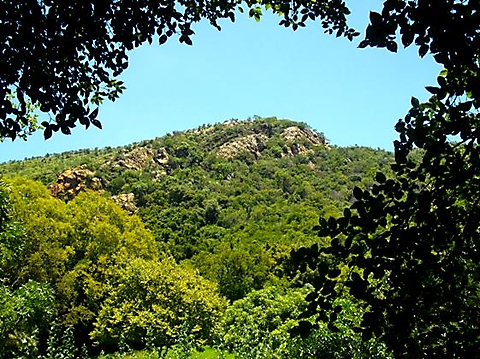 Forested hilltop